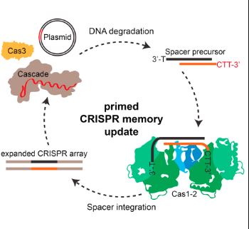 The Newest Gene Editing Tool that Erases Longer Strands of DNA: CRISPR-Cas3